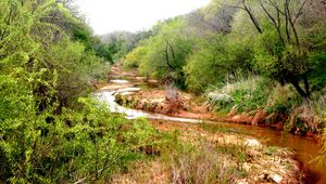 Preview wallpaper river, trees, landscape