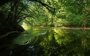 Preview wallpaper river, trees, light, grass