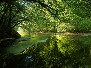 Preview wallpaper river, trees, light, grass