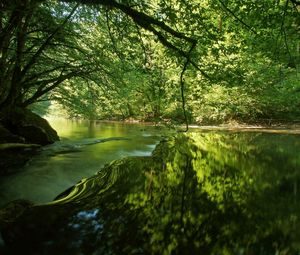 Preview wallpaper river, trees, light, grass