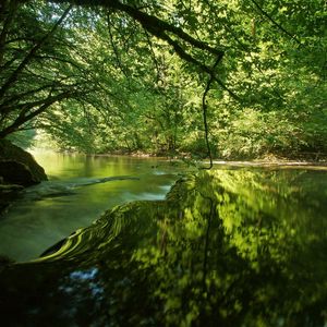 Preview wallpaper river, trees, light, grass