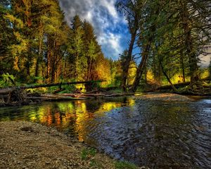 Preview wallpaper river, trees, logs, wood, coast, stony, pebble, sky, summer