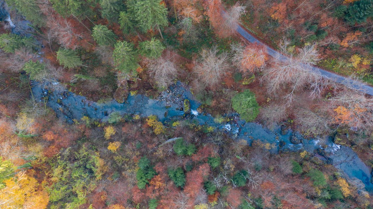 Wallpaper river, trees, nature, aerial view