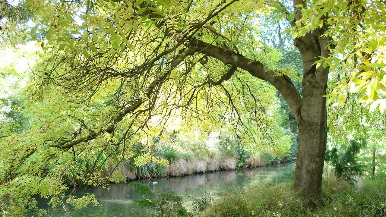 Wallpaper river, trees, nature