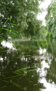 Preview wallpaper river, trees, nature, summer