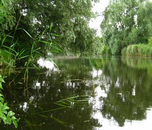 Preview wallpaper river, trees, nature, summer