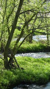 Preview wallpaper river, trees, nature