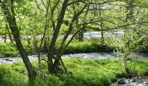 Preview wallpaper river, trees, nature