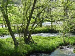 Preview wallpaper river, trees, nature