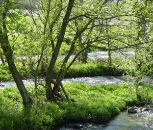 Preview wallpaper river, trees, nature