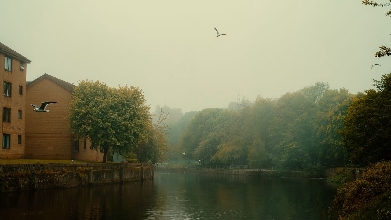Wallpaper river, trees, park, fog, birds