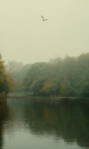 Preview wallpaper river, trees, park, fog, birds