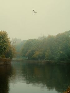 Preview wallpaper river, trees, park, fog, birds