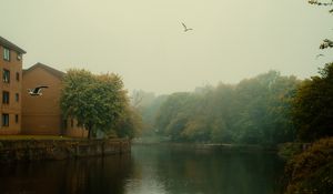 Preview wallpaper river, trees, park, fog, birds