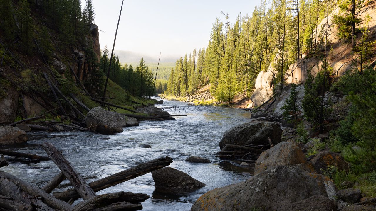 Wallpaper river, trees, stones, logs, nature