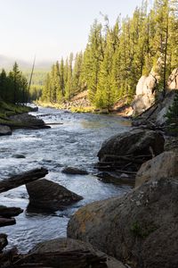 Preview wallpaper river, trees, stones, logs, nature