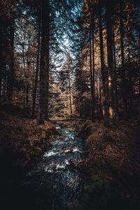 Preview wallpaper river, trees, stream, forest