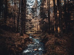 Preview wallpaper river, trees, stream, forest