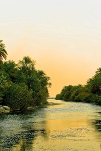 Preview wallpaper river, tropics, vegetation, bushes, trees, sky, silence