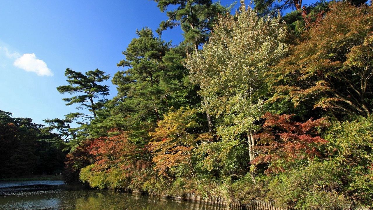 Wallpaper river, turn, trees, autumn