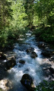 Preview wallpaper river, water, forest, trees, nature