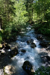 Preview wallpaper river, water, forest, trees, nature
