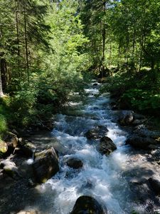 Preview wallpaper river, water, forest, trees, nature