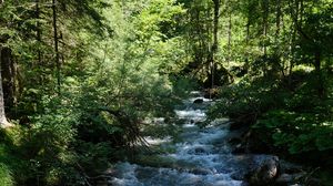 Preview wallpaper river, water, forest, trees, nature