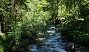 Preview wallpaper river, water, forest, trees, nature