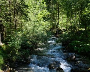 Preview wallpaper river, water, forest, trees, nature
