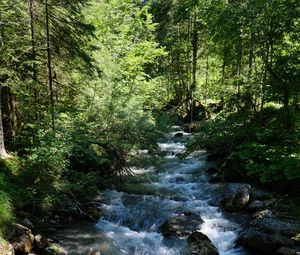 Preview wallpaper river, water, forest, trees, nature