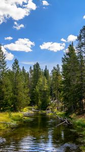 Preview wallpaper river, water, forest, trees, nature, landscape