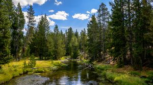Preview wallpaper river, water, forest, trees, nature, landscape