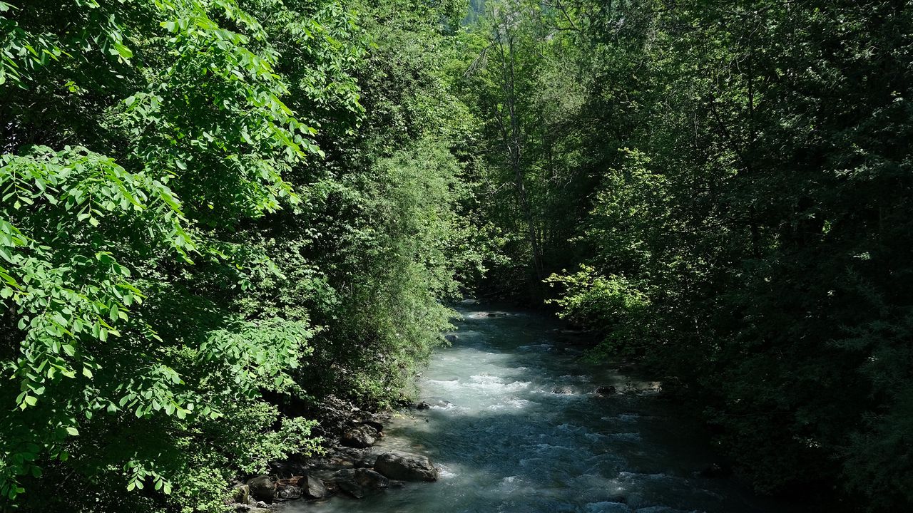 Wallpaper river, water, trees, forest, landscape, nature