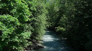 Preview wallpaper river, water, trees, forest, landscape, nature