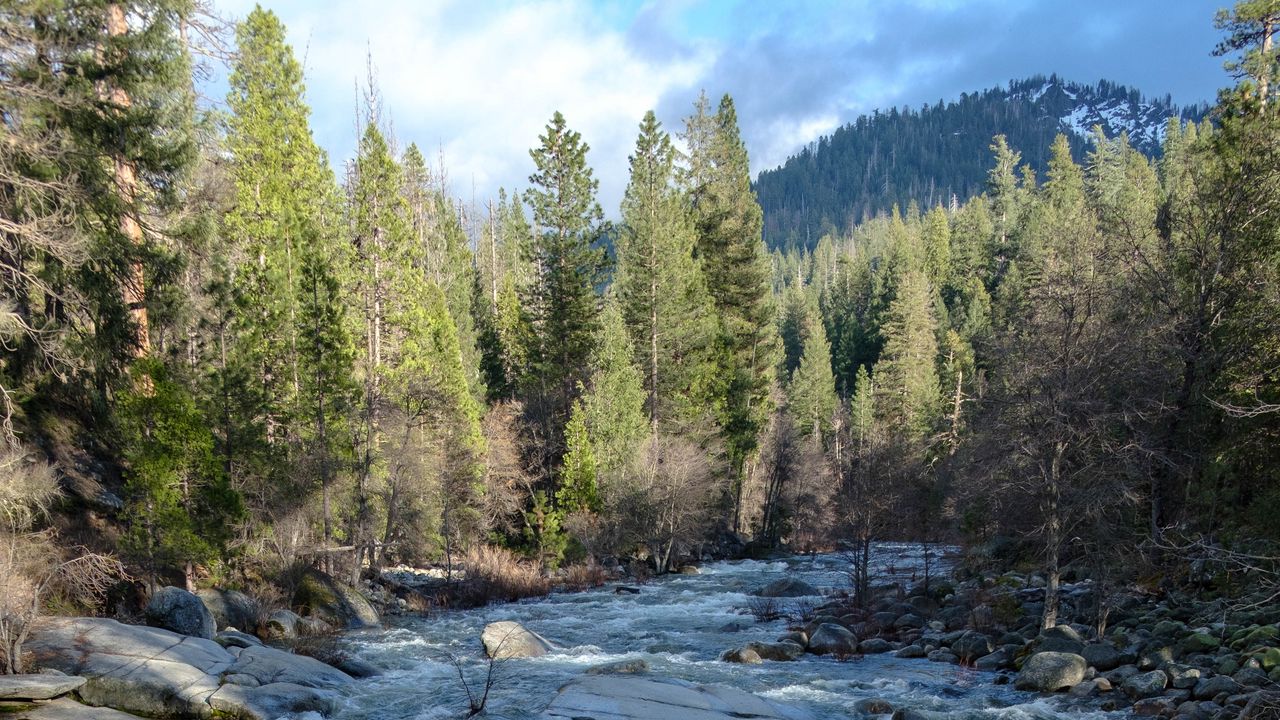 Wallpaper river, water, trees, nature