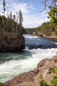 Preview wallpaper river, waves, trees, forest, trunks, nature
