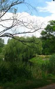 Preview wallpaper river, willows, footpath, summer