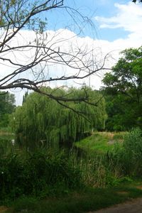 Preview wallpaper river, willows, footpath, summer