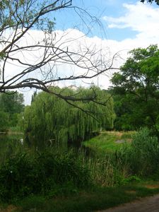 Preview wallpaper river, willows, footpath, summer