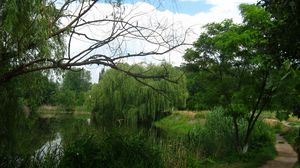 Preview wallpaper river, willows, footpath, summer