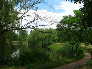 Preview wallpaper river, willows, footpath, summer