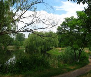 Preview wallpaper river, willows, footpath, summer