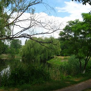 Preview wallpaper river, willows, footpath, summer