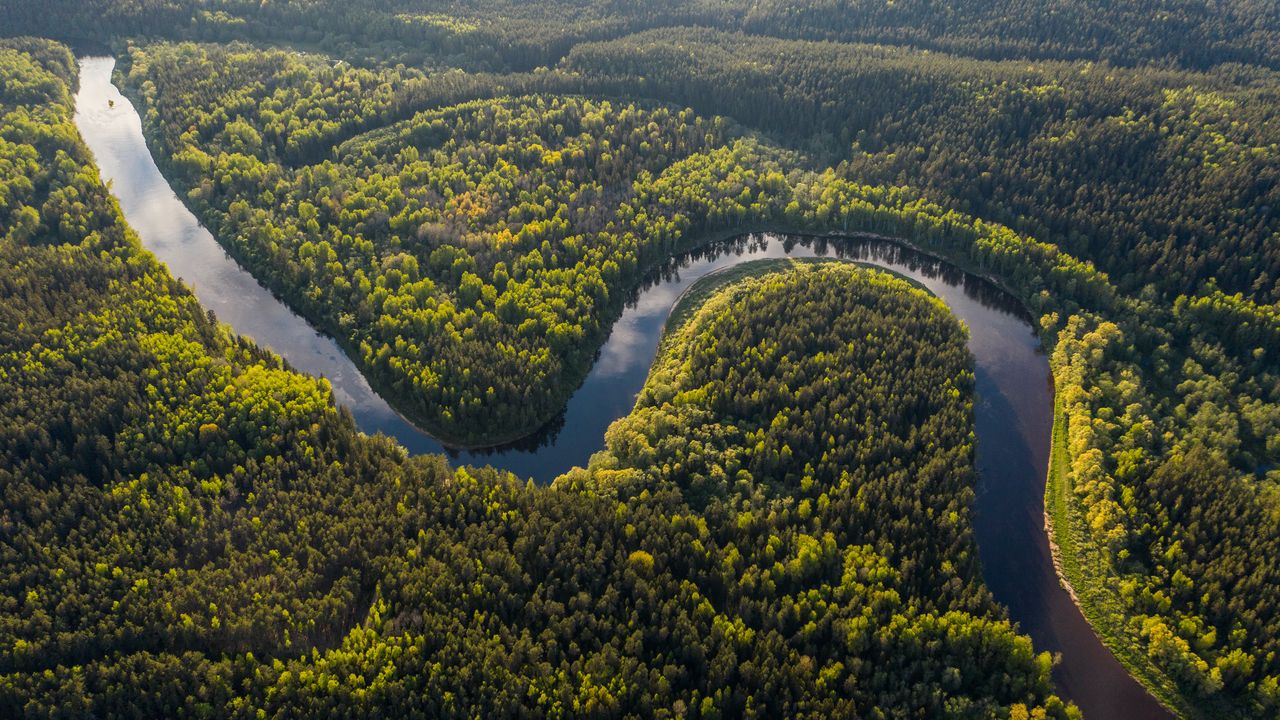 Wallpaper river, winding, forest, trees