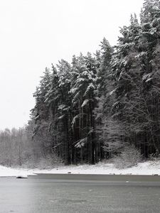 Preview wallpaper river, winter, trees, ice, snow, black white