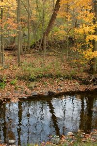 Preview wallpaper river, wood, autumn, leaves, stones, coast, reflection, ripples