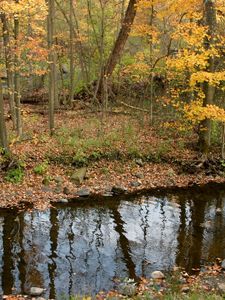 Preview wallpaper river, wood, autumn, leaves, stones, coast, reflection, ripples