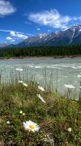 Preview wallpaper rivers of canada, parks, landscape, daisies, mountains, vermilion kootenay, nature