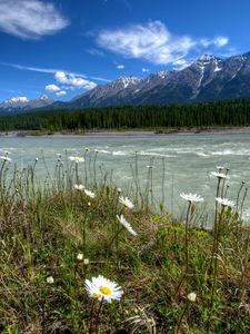 Preview wallpaper rivers of canada, parks, landscape, daisies, mountains, vermilion kootenay, nature